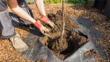 Many carbon offsetting schemes involve afforestation or reforestation - but what real-world benefits do they really bring?